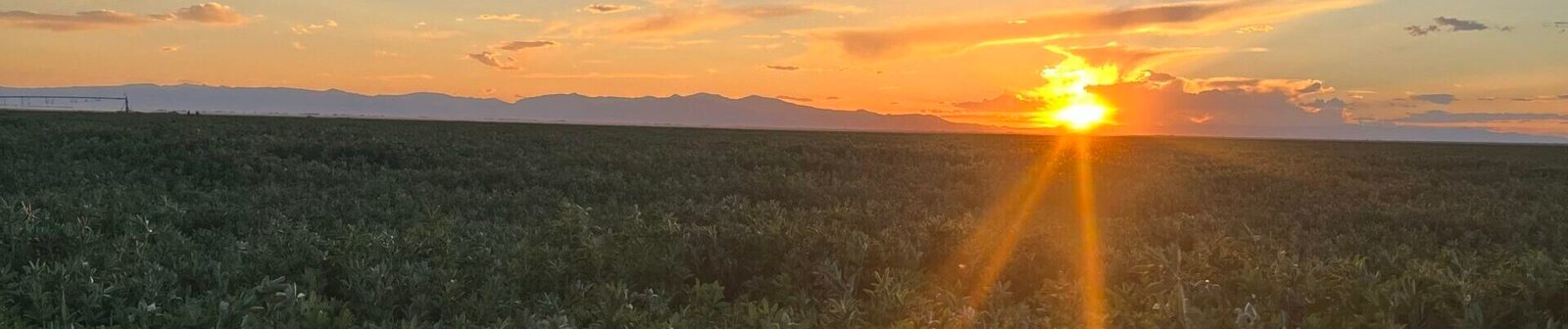 A sunset over an alfalfa field