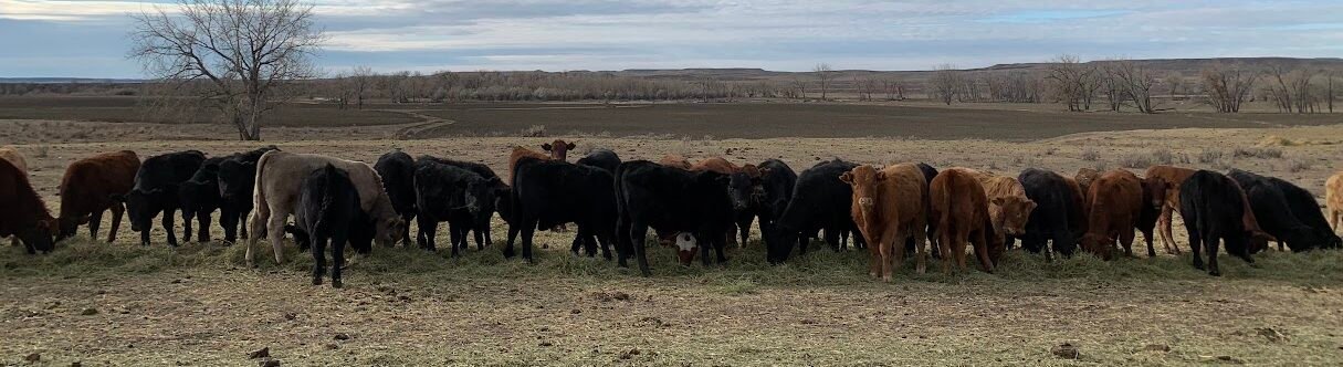 A line of black and brown yearling cattle stand facing the camera and eating hay