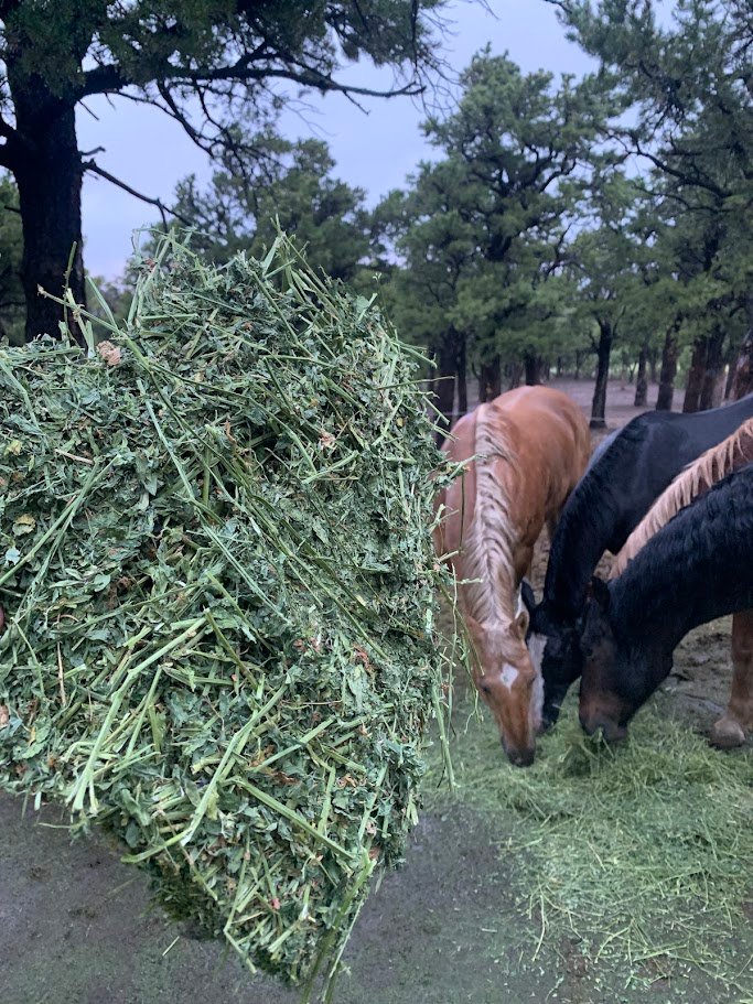 A flake of alfalfa hay with three horses in the background, eating another flake of hay from the ground.